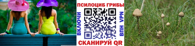 закладка  Елец  Псилоцибиновые грибы Psilocybine cubensis 